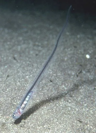 Pearl fish (Carapus acus)