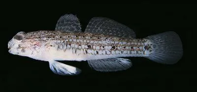 Pearl goby (Istigobius spence)