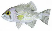 Pearl perch (Glaucosoma scapulare)