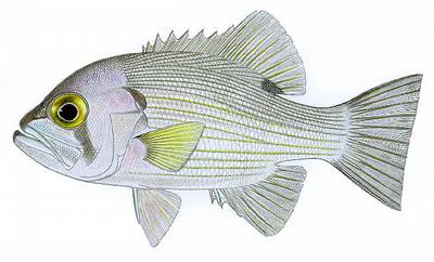 Pearl perch (Glaucosoma scapulare)