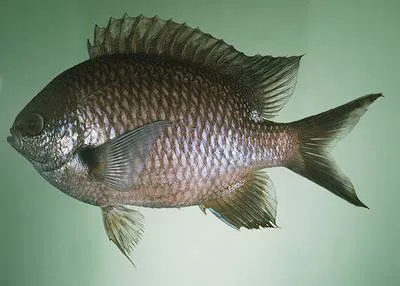 Pearl-spot chromis (Chromis notata)