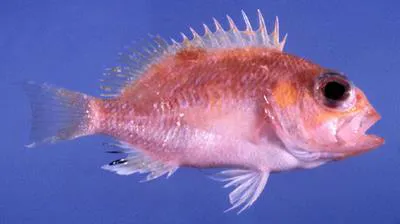 Pearl-spotted fairy basslet (Selenanthias analis)