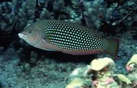 Pearl wrasse (Anampses cuvier)