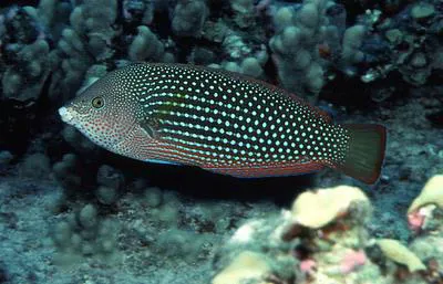 Pearl wrasse (Anampses cuvier)