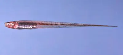 Pearlfish (Carapus bermudensis)