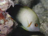 Pearlscale angelfish (Centropyge vrolikii)