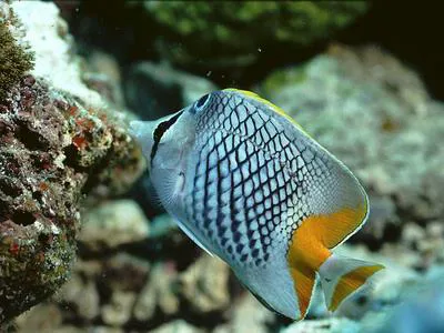 Pearlscale butterflyfish (Chaetodon xanthurus)