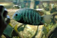 Pearlspot (Etroplus suratensis)