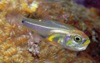 Pearly cardinalfish (Zoramia perlita)