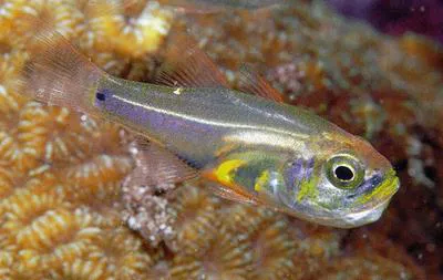 Pearly cardinalfish (Zoramia perlita)