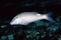 Pearly goatfish (Parupeneus margaritatus)