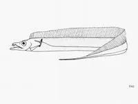 Pearly hairtail (Trichiurus auriga)
