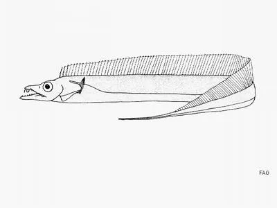 Pearly hairtail (Trichiurus auriga)