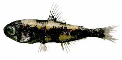 Pearly lanternfish (Myctophum nitidulum)