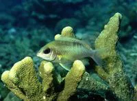 Pearly monocle bream (Scolopsis margaritifera)