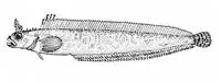 Pearly prickleback (Bryozoichthys marjorius)