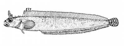 Pearly prickleback (Bryozoichthys marjorius)