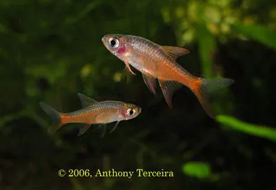 Pearly rasbora (Rasboroides vaterifloris)
