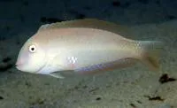 Pearly razorfish (Xyrichtys novacula)