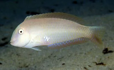Pearly razorfish (Xyrichtys novacula)