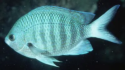 Pearly sergeant (Abudefduf margariteus)