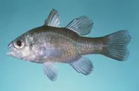 Pearlycheek cardinalfish (Apogonichthyoides opercularis)