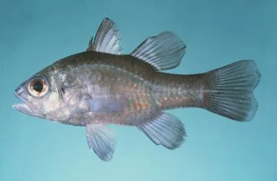 Pearlycheek cardinalfish (Apogonichthyoides opercularis)