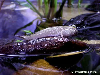 Pearse's mudskipper (Periophthalmus novemradiatus)