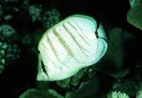 Pebbled butterflyfish (Chaetodon multicinctus)