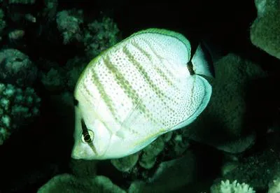 Pebbled butterflyfish (Chaetodon multicinctus)