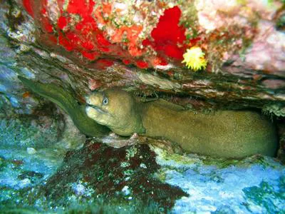Pebbletooth moray (Echidna peli)