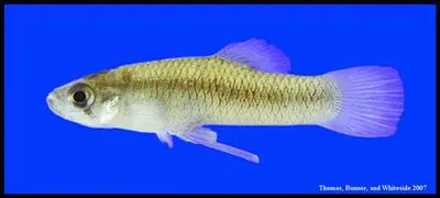 Pecos gambusia (Gambusia nobilis)