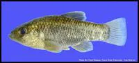 Pecos pupfish (Cyprinodon pecosensis)