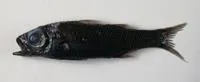 Pelagic basslet (Howella brodiei)
