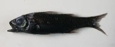Pelagic basslet (Howella brodiei)