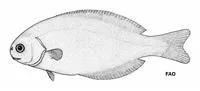 Pelagic butterfish (Schedophilus maculatus)