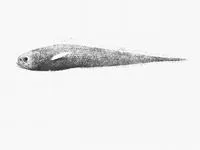 Pelagic cod (Melanonus gracilis)