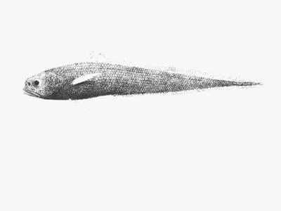 Pelagic cod (Melanonus gracilis)