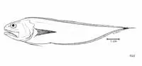 Pelagic cusk (Pycnocraspedum squamipinne)
