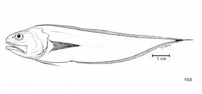Pelagic cusk (Pycnocraspedum squamipinne)