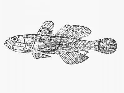 Pelagic goby (Sufflogobius bibarbatus)