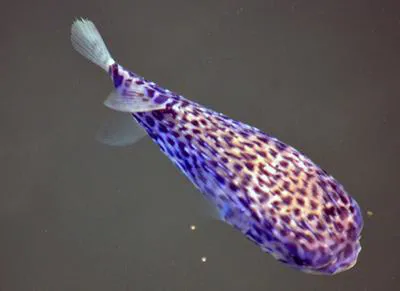 Pelagic porcupinefish (Diodon eydouxii)