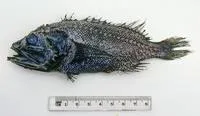 Pelagic scorpionfish (Ectreposebastes niger)