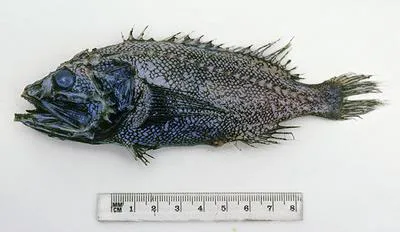 Pelagic scorpionfish (Ectreposebastes niger)