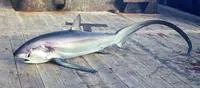 Pelagic thresher (Alopias pelagicus)