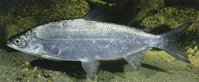 Peled (Coregonus peled)