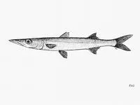 Pelican barracuda (Sphyraena idiastes)