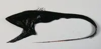 Pelican eel (Eurypharynx pelecanoides)