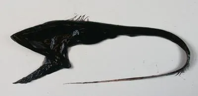 Pelican eel (Eurypharynx pelecanoides)