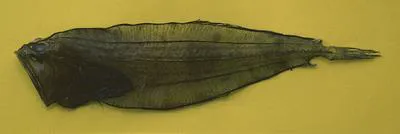 Pelican flounder (Chascanopsetta lugubris)